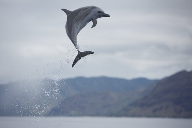 Wild Dolphin Watching and Snorkel Safari Off West Coast of Oahu - Who this tour fits best (and who should choose something else)