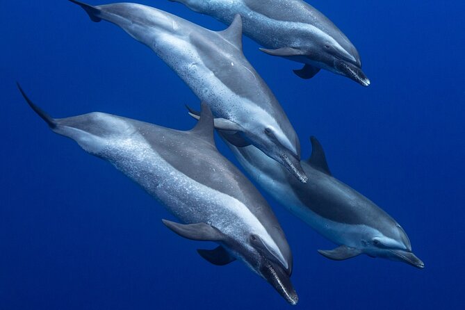 Wild Dolphin Watching and Snorkel Safari Off West Coast of Oahu - Spotting spinner dolphins (and maybe humpback whales) on the way out