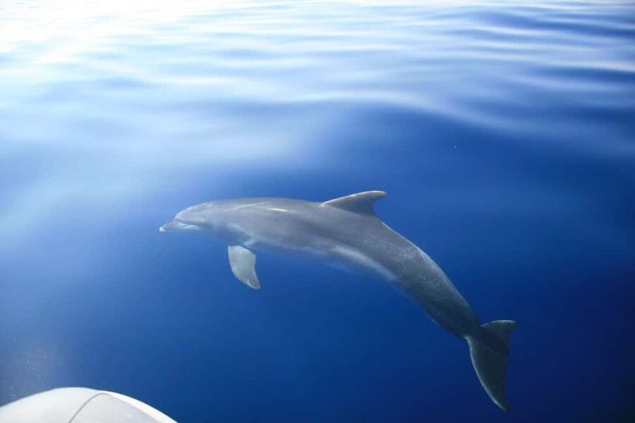 Zadar:Speedboat Tour Thrill Ride with Snorkeling on 3 island - Price and value: why $35 works for this kind of half-day