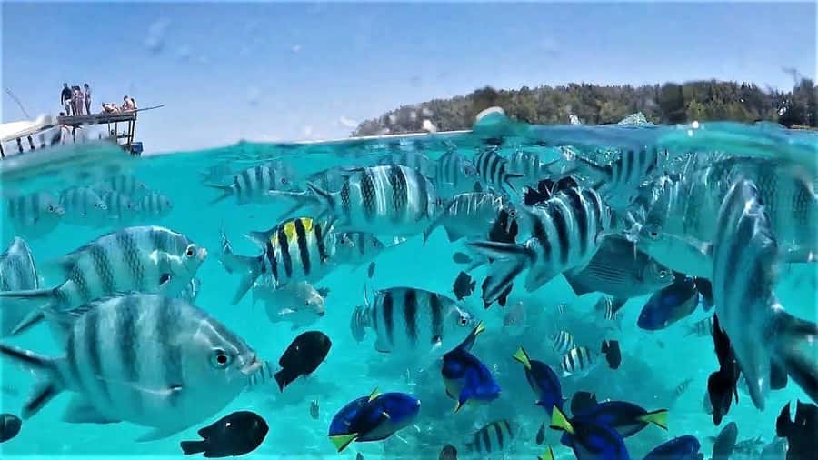 Zanzibar: Mnemba Island Dolphin and Snorkeling Tour - Key things that make this Mnemba tour worth your time