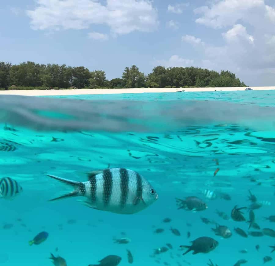 Zanzibar: Mnemba Island Dolphin and Snorkeling Tour - Getting to the water: Nungwi or Muyuni, then the coastal cruise